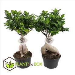 Ficus Ginseng - Japanse Bonsai - Set Van 2 - Pot 12cm - Hoogte 30-40cm -GroenThuis Voordeel 1000082145 0103