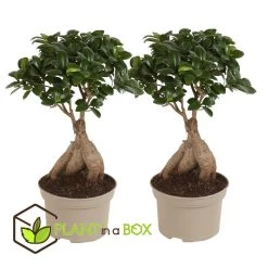 Ficus Ginseng - Japanse Bonsai - Set Van 2 - Pot 12cm - Hoogte 30-40cm -GroenThuis Voordeel 1000082145 0104