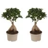 Ficus Ginseng - Japanse Bonsai - Set Van 2 - Pot 12cm - Hoogte 30-40cm -GroenThuis Voordeel 1000082145
