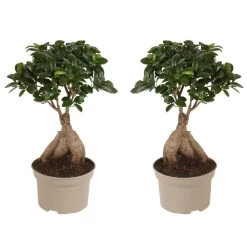 Ficus Ginseng - Japanse Bonsai - Set Van 2 - Pot 12cm - Hoogte 30-40cm