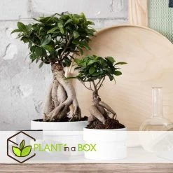 Ficus Ginseng - Japanse Bonsai - Set Van 4 - Pot 12cm - Hoogte 30-40cm -GroenThuis Voordeel 1000082148 0103