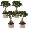 Ficus Ginseng - Japanse Bonsai - Set Van 4 - Pot 12cm - Hoogte 30-40cm