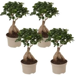 Ficus Ginseng - Japanse Bonsai - Set Van 4 - Pot 12cm - Hoogte 30-40cm