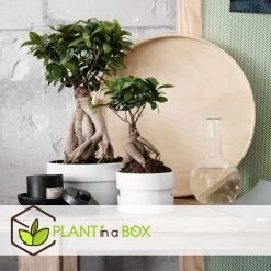 Ficus Ginseng - Japanse Bonsai - Pot 12cm - Hoogte 30-40cm -GroenThuis Voordeel 1000082151 0103