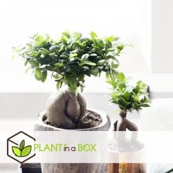 Ficus Ginseng - Japanse Bonsai - Pot 12cm - Hoogte 30-40cm -GroenThuis Voordeel 1000082151 0104