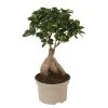 Ficus Ginseng - Japanse Bonsai - Pot 12cm - Hoogte 30-40cm -GroenThuis Voordeel 1000082151