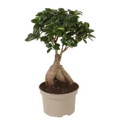 Ficus Ginseng - Japanse Bonsai - Pot 12cm - Hoogte 30-40cm