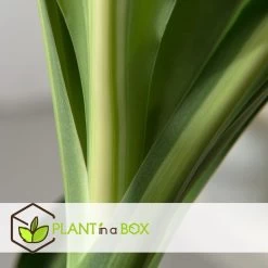 Dracaena Fragrans Cintho - Drakenboom - Pot 24cm - Hoogte 140-150cm -GroenThuis Voordeel 1000082158 0103