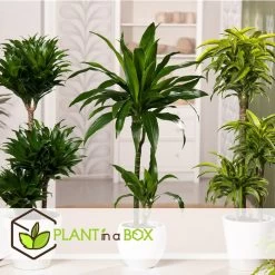 Dracaena Fragrans Cintho - Drakenboom - Pot 24cm - Hoogte 140-150cm -GroenThuis Voordeel 1000082158 0105