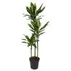 Dracaena Fragrans Cintho - Drakenboom - Pot 24cm - Hoogte 140-150cm -GroenThuis Voordeel 1000082158