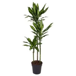 Dracaena Fragrans Cintho - Drakenboom - Pot 24cm - Hoogte 140-150cm