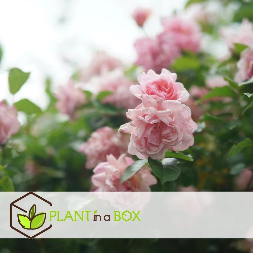 Camellia Japonica "Bonomiana" - Japanse Roos - Pot 15cm - Hoogte 50-60cm 4 Camellia Japonica "Bonomiana" - Japanse Roos - Pot 15cm - Hoogte 50-60cm - Afbeelding 2