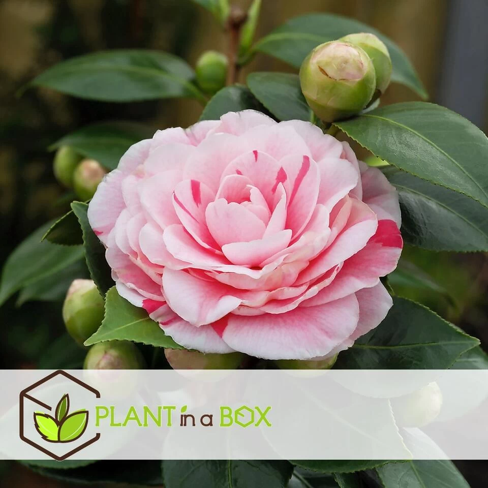 Camellia Japonica "Bonomiana" - Japanse Roos - Pot 15cm - Hoogte 50-60cm 5 Camellia Japonica "Bonomiana" - Japanse Roos - Pot 15cm - Hoogte 50-60cm - Afbeelding 3