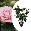 Camellia Japonica "Bonomiana" - Japanse Roos - Pot 15cm - Hoogte 50-60cm -GroenThuis Voordeel 1000082159