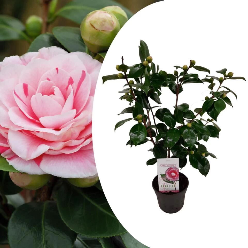 Camellia Japonica "Bonomiana" - Japanse Roos - Pot 15cm - Hoogte 50-60cm 3 Camellia Japonica "Bonomiana" - Japanse Roos - Pot 15cm - Hoogte 50-60cm