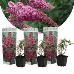 Vlinderstruiken - Buddleja Roze - Set Van 3 - Tuin - Pot 9cm - Hoogte 25-40cm