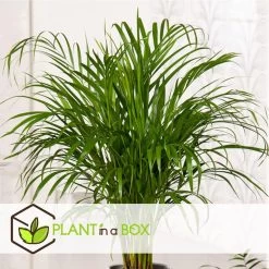Dypsis Lutescens - XXL Goudpalm - Pot 27cm - Hoogte 140-150cm -GroenThuis Voordeel 1000082168 0103