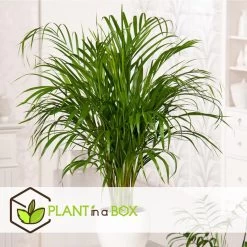 Dypsis Lutescens - XXL Goudpalm - Pot 27cm - Hoogte 140-150cm -GroenThuis Voordeel 1000082168 0104