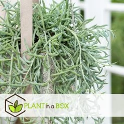 Senecio Radicans - String Of Bananas - Pot 12cm - Hoogte 10-20cm -GroenThuis Voordeel 1000082170 0102