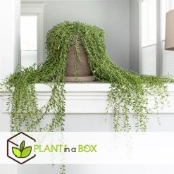 Senecio Radicans - String Of Bananas - Pot 12cm - Hoogte 10-20cm -GroenThuis Voordeel 1000082170 0103