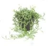 Senecio Radicans - String Of Bananas - Pot 12cm - Hoogte 10-20cm -GroenThuis Voordeel 1000082170