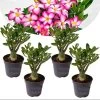Adenium Obesum - Set Van 4 - Woestijnroos Bloeiend - Pot 10.5cm - Hoogte 25-40cm -GroenThuis Voordeel 1000082176