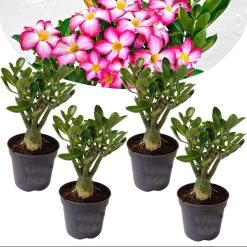 Adenium Obesum - Set Van 4 - Woestijnroos Bloeiend - Pot 10.5cm - Hoogte 25-40cm