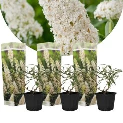 Vlinderstruiken - Buddleja Wit - Set Van 3 - Tuin - Pot 9cm - Hoogte 25-40cm