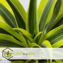 Dracaena Fragrans Deremensis - Lemon Lime - Pot 24cm - Hoogte 130-140cm -GroenThuis Voordeel 1000082189 0103