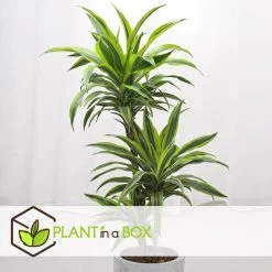 Dracaena Fragrans Deremensis - Lemon Lime - Pot 24cm - Hoogte 130-140cm -GroenThuis Voordeel 1000082189 0105