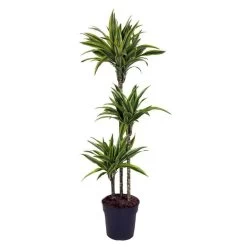 Dracaena Fragrans Deremensis - Lemon Lime - Pot 24cm - Hoogte 130-140cm