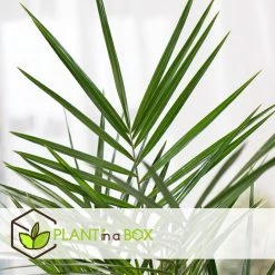 Phoenix Canariensis - Set Van 2 - Dadelpalm - Pot 19cm - Hoogte 80-100cm -GroenThuis Voordeel 1000082190 0103