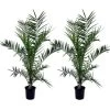 Phoenix Canariensis - Set Van 2 - Dadelpalm - Pot 19cm - Hoogte 80-100cm