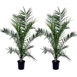 Phoenix Canariensis - Set Van 2 - Dadelpalm - Pot 19cm - Hoogte 80-100cm