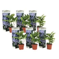 Hortensia Teller - Set Van 6 - Blauw - Tuinhortensia - Pot 9cm - Hoogte 25-40cm