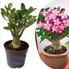 Adenium Obesum - Woestijnroos Bloeiend - Pot 10.5cm - Hoogte 25-40cm -GroenThuis Voordeel 1000082195