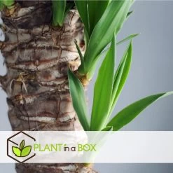 Yucca Elephantipes - Kamerpalm - Pot 21cm - Hoogte 70-80cm -GroenThuis Voordeel 1000082200 0103