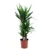Yucca Elephantipes - Kamerpalm - Pot 21cm - Hoogte 70-80cm -GroenThuis Voordeel 1000082200