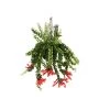 Aeschynantus Twister - Pot 15cm - Hoogte 20-30cm 1 Aeschynantus Twister - Pot 15cm - Hoogte 20-30cm -GroenThuis Voordeel 1000082207