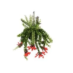 Aeschynantus Twister - Pot 15cm - Hoogte 20-30cm