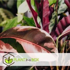 Ficus Elastica Belize - 'Rubberboom' - Pot 24cm - Hoogte 80-90cm -GroenThuis Voordeel 1000082208 0103