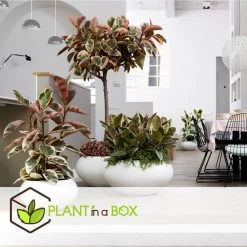 Ficus Elastica Belize - 'Rubberboom' - Pot 24cm - Hoogte 80-90cm -GroenThuis Voordeel 1000082208 0104