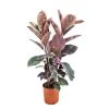 Ficus Elastica Belize - 'Rubberboom' - Pot 24cm - Hoogte 80-90cm -GroenThuis Voordeel 1000082208