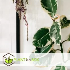 Ficus Elastica Tineke - 'Rubberboom' - Pot 24cm - Hoogte 80-100cm -GroenThuis Voordeel 1000082209 0104