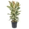 Ficus Elastica Tineke - 'Rubberboom' - Pot 24cm - Hoogte 80-100cm -GroenThuis Voordeel 1000082209