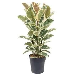 Ficus Elastica Tineke - 'Rubberboom' - Pot 24cm - Hoogte 80-100cm