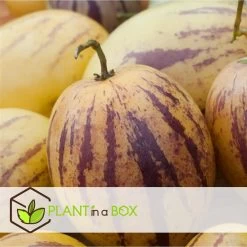 Solanum 'Pepino Gold' - Meloenpeer - Set Van 6 - Pot 9cm - Hoogte 25-40cm -GroenThuis Voordeel 1000084419 0102