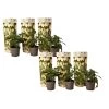Solanum 'Pepino Gold' - Meloenpeer - Set Van 6 - Pot 9cm - Hoogte 25-40cm -GroenThuis Voordeel 1000084419