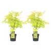 Acer 'Orange Dream' - Set Van 2 - Japanse Esdoorn - Pot 19cm - Hoogte 60-70cm -GroenThuis Voordeel 1000084420