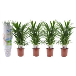 Dypsis Lutescens - Areca Goudpalm - Set Van 4 - Pot 17cm - Hoogte 60-70cm